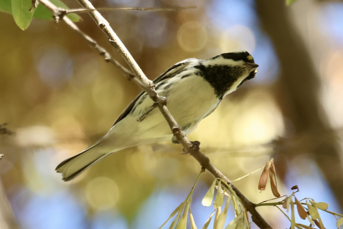 gråparula - ML644067991