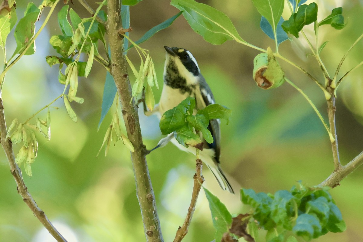 gråparula - ML644067993