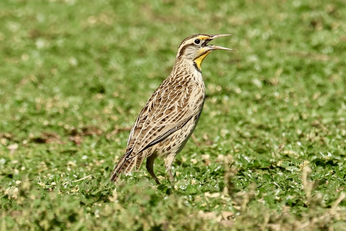 prærielerketrupial - ML644068019