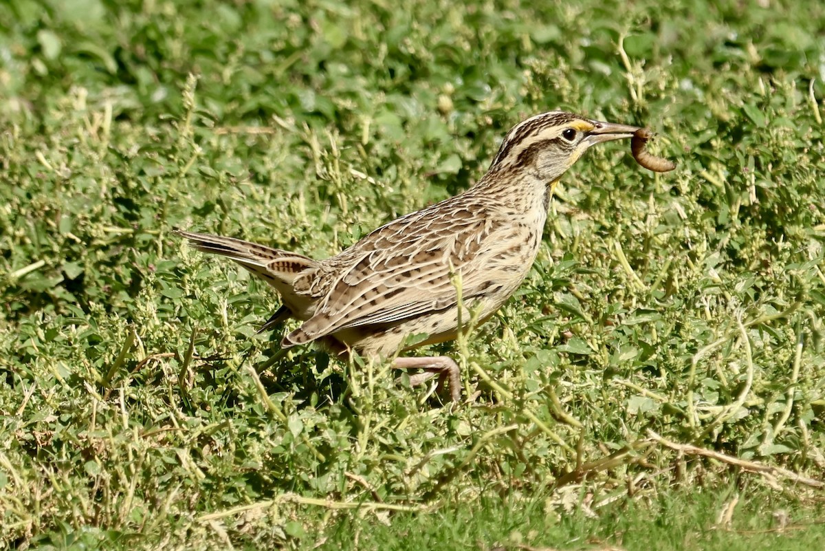 prærielerketrupial - ML644068020