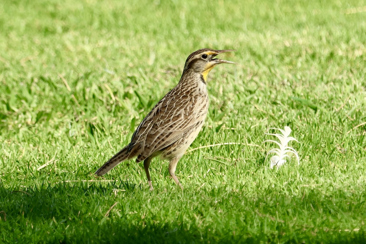 prærielerketrupial - ML644068023