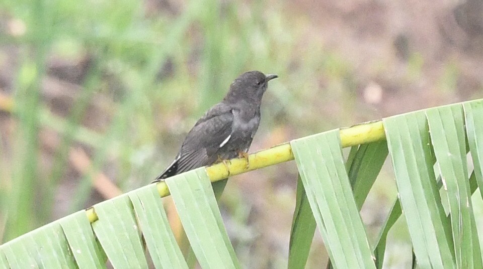 Gray-bellied Cuckoo - ML644068038