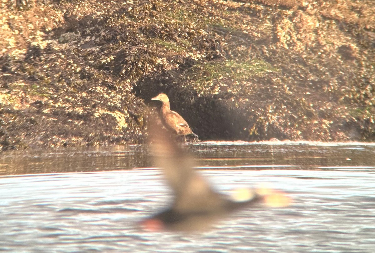 stellerand - ML644068041