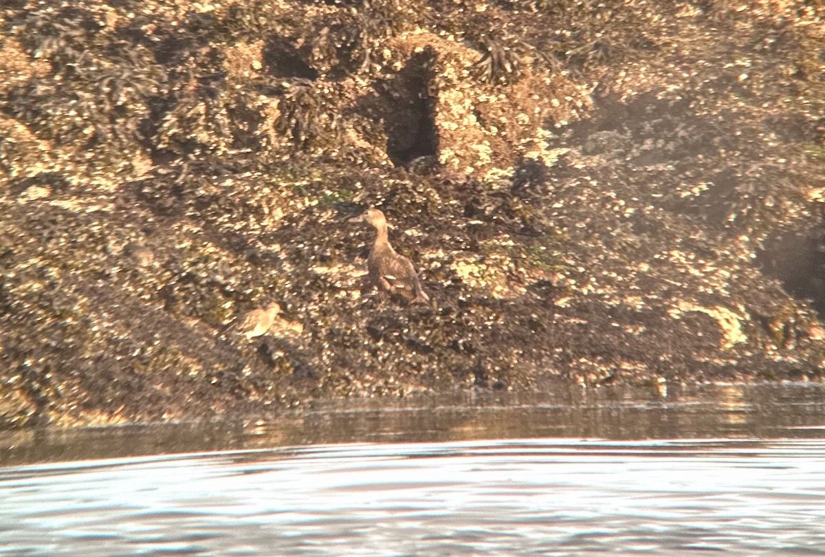 stellerand - ML644068042