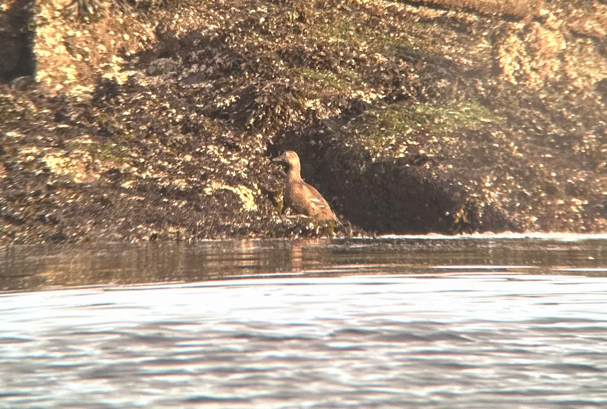 stellerand - ML644068043