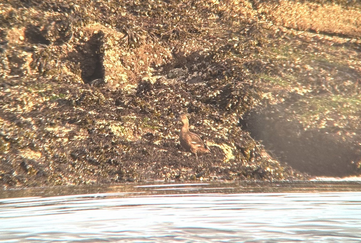 stellerand - ML644068045