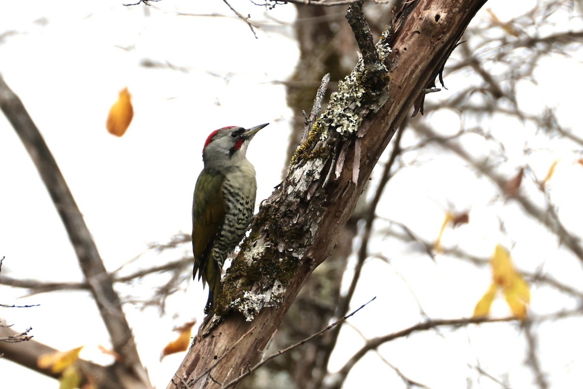 Japanese Woodpecker - ML644068051