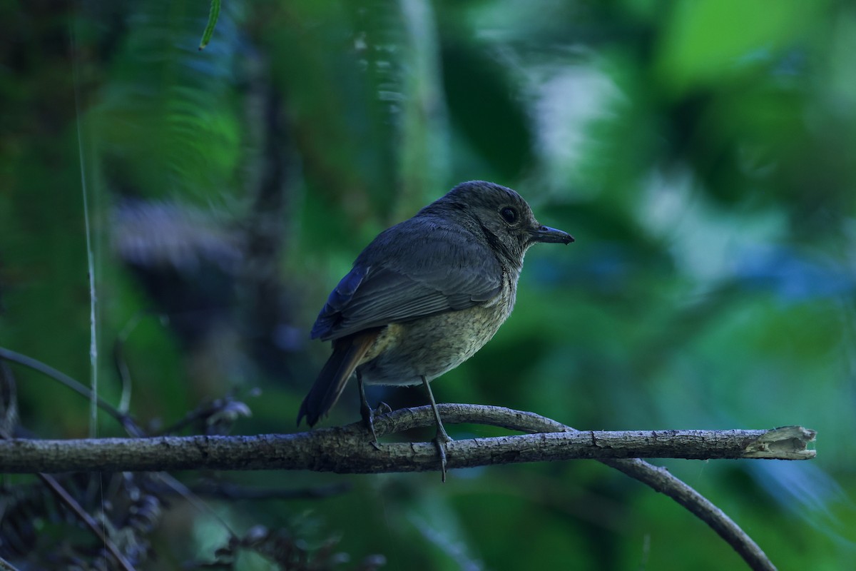 Forest Rock-Thrush (Benson's) - ML644068056