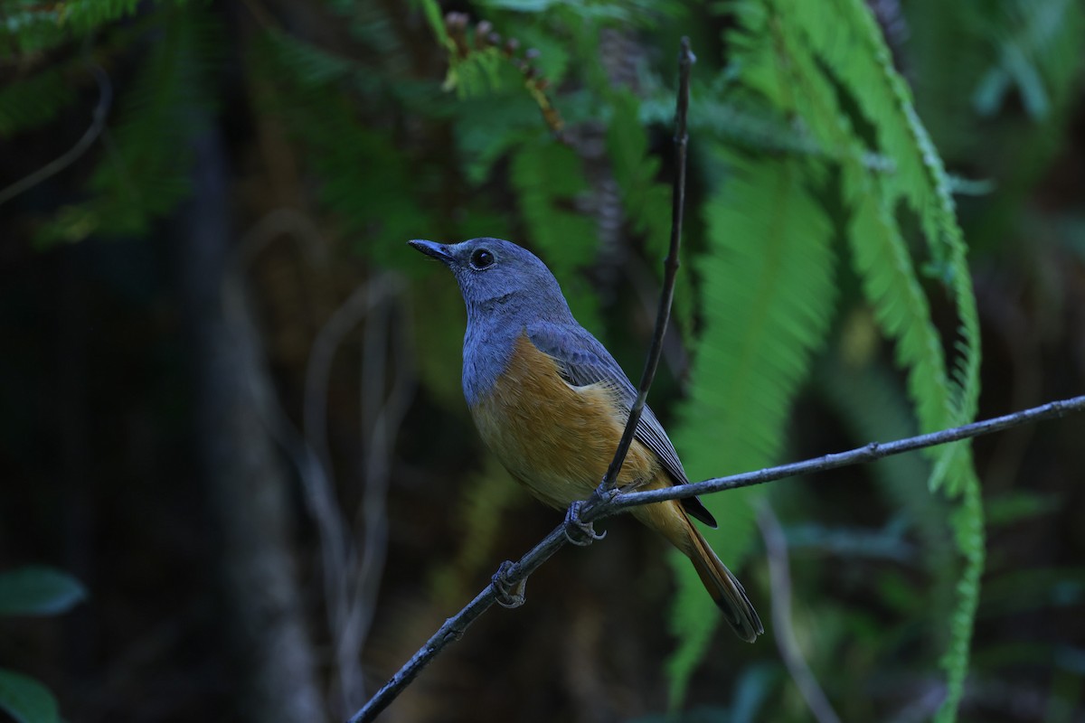 Forest Rock-Thrush (Benson's) - ML644068057