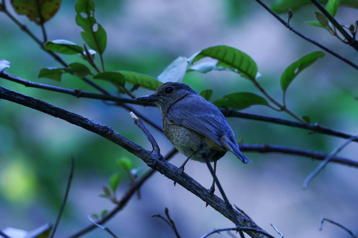 Forest Rock-Thrush (Benson's) - ML644068058