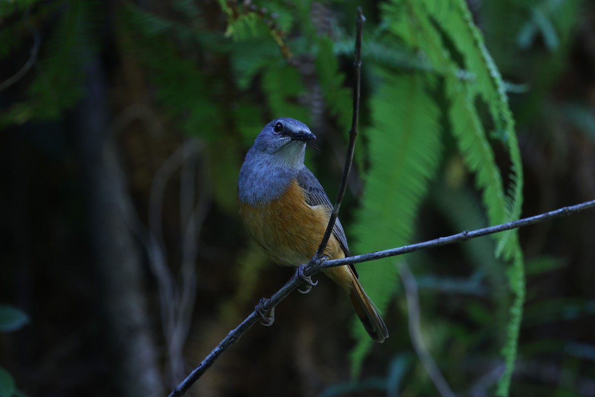 Forest Rock-Thrush (Benson's) - ML644068059