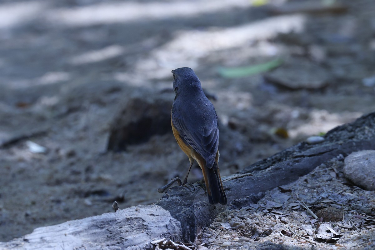 Forest Rock-Thrush (Benson's) - ML644068060