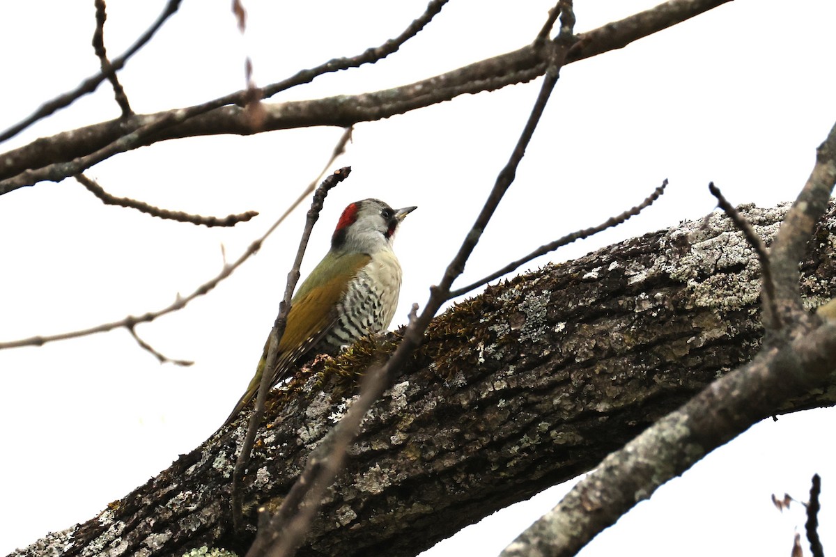 Japanese Woodpecker - ML644068062