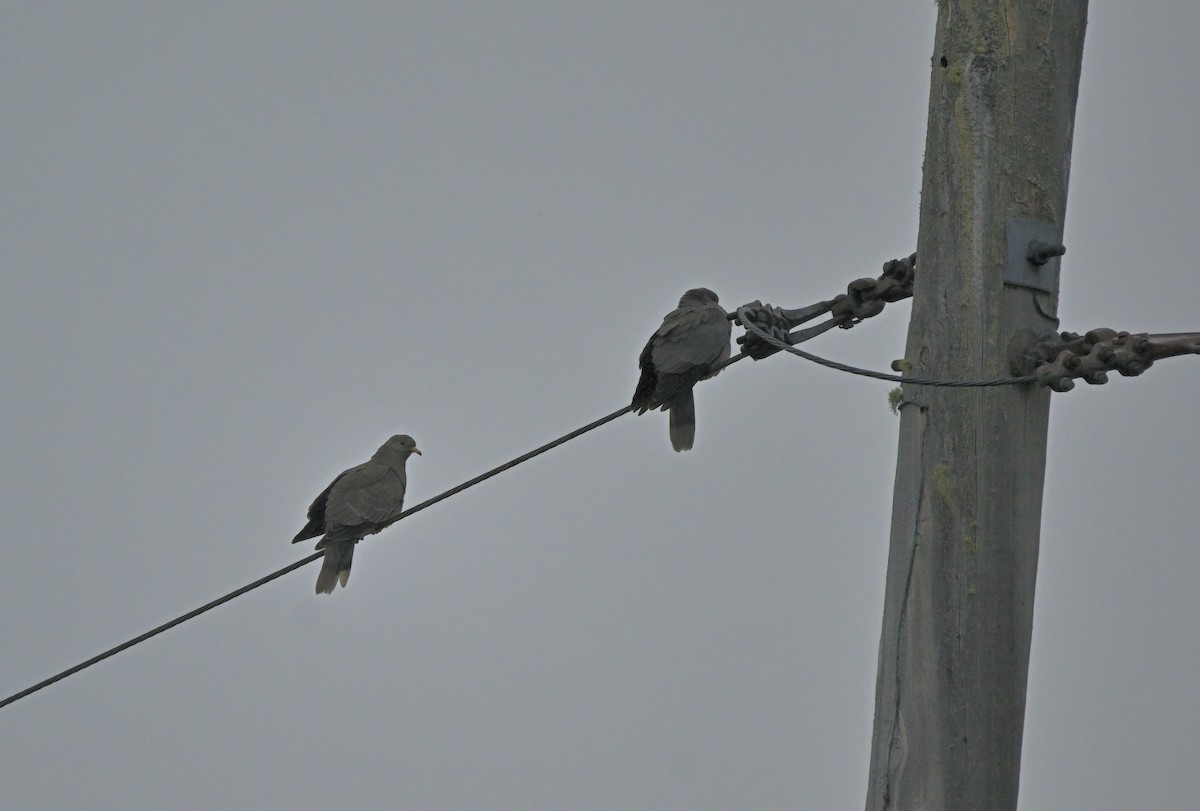 Band-tailed Pigeon - ML644068069