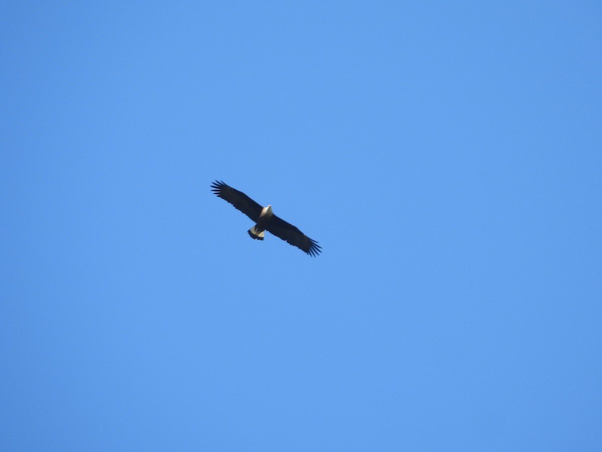 Pallas's Fish-Eagle - ML644068075