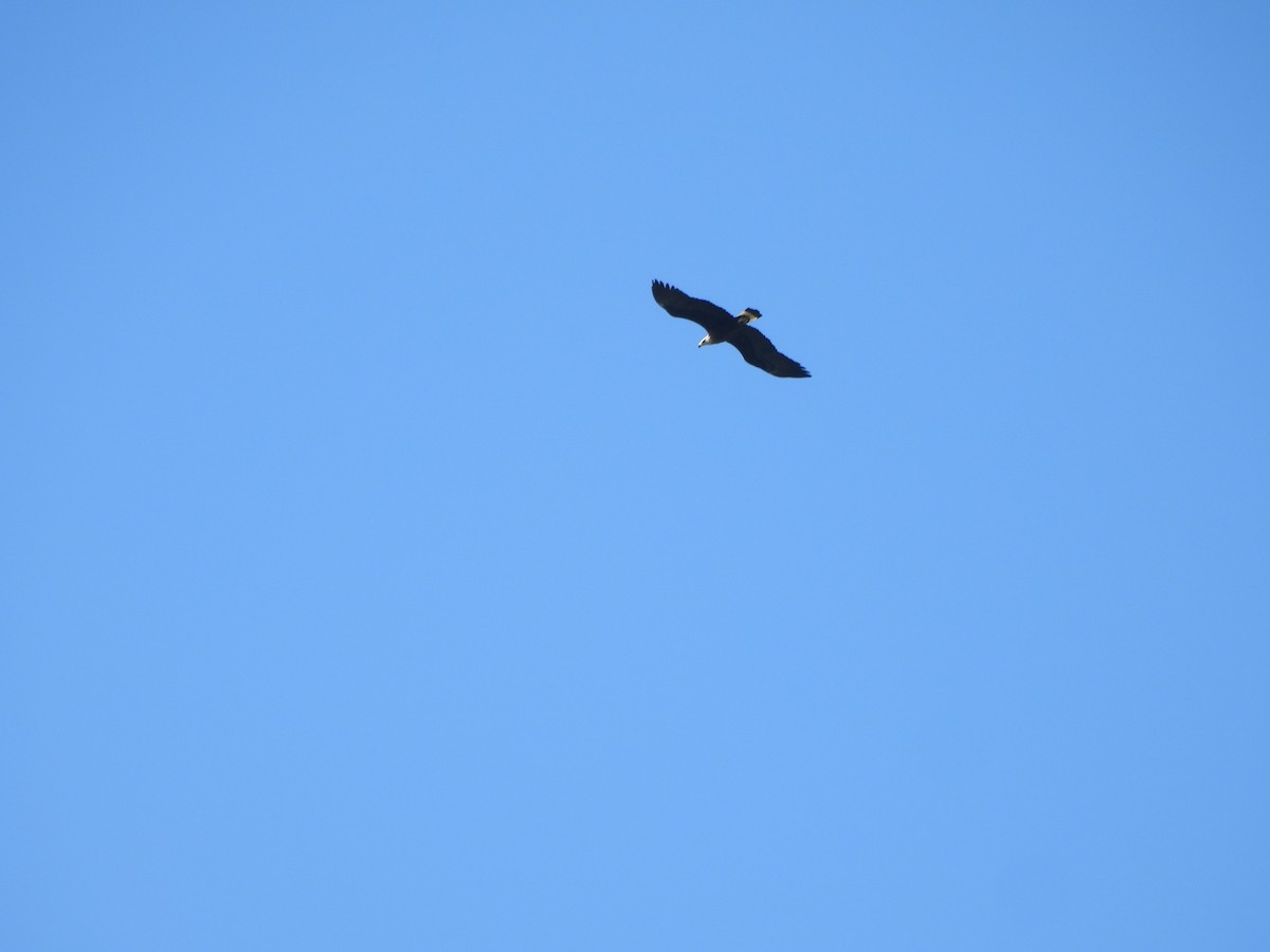 Pallas's Fish-Eagle - ML644068076