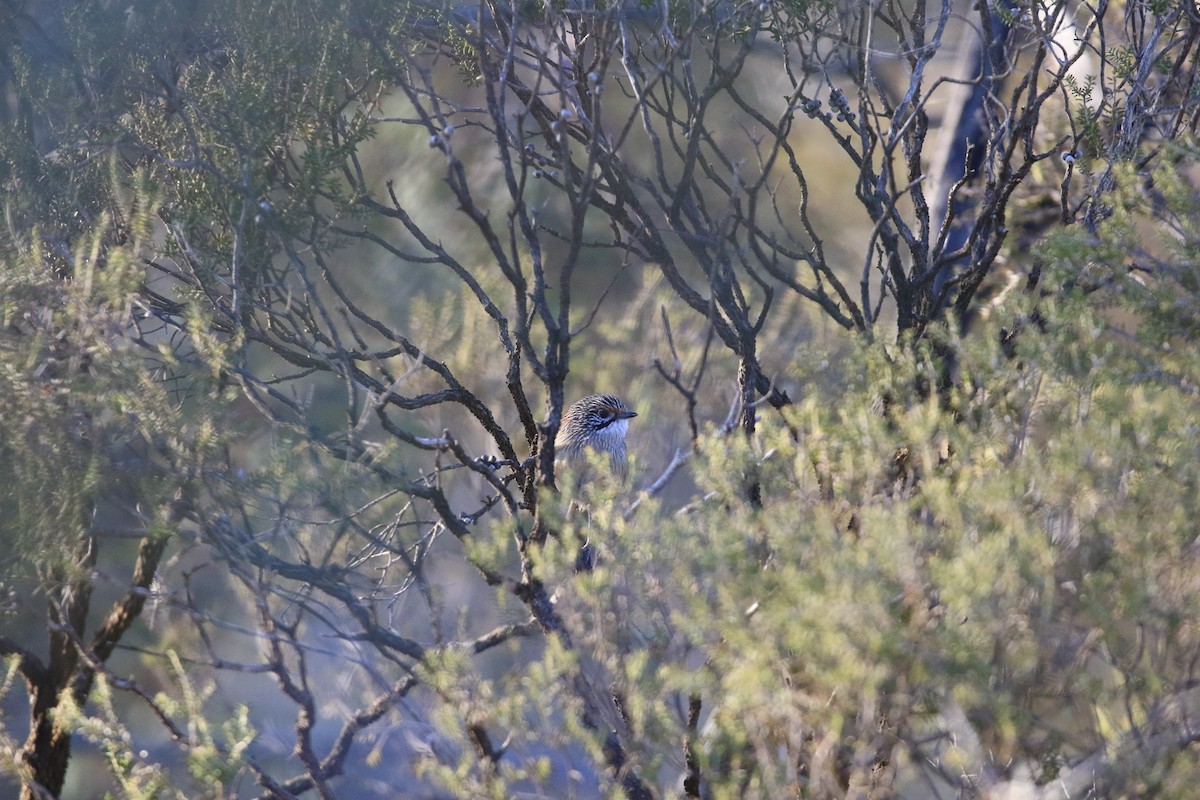 stripegressmett - ML644068080