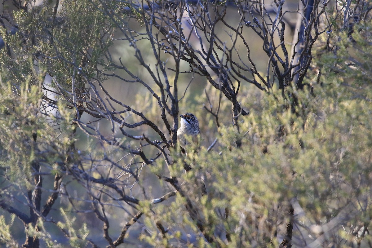 stripegressmett - ML644068081