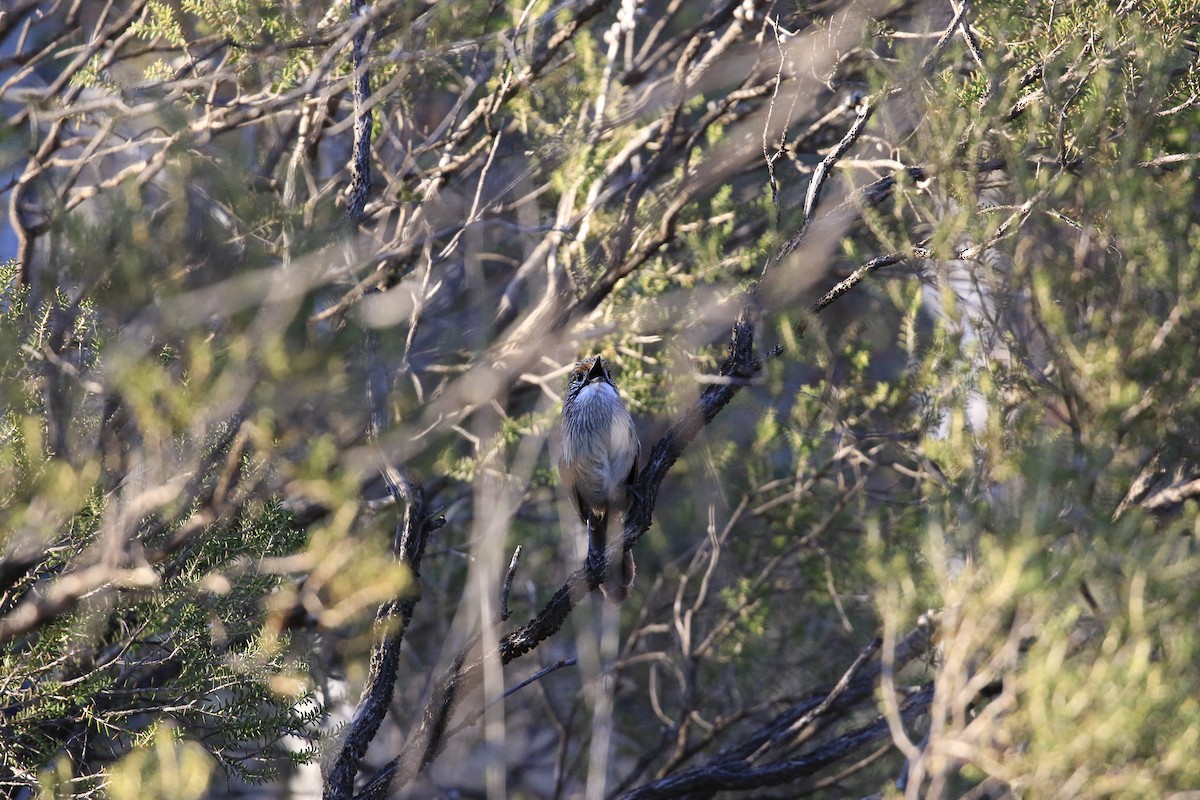 stripegressmett - ML644068082