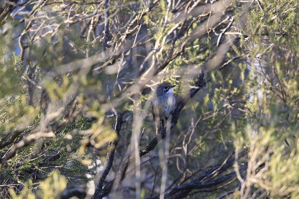 stripegressmett - ML644068083