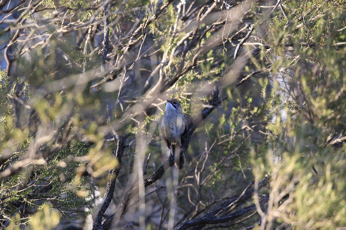 stripegressmett - ML644068084