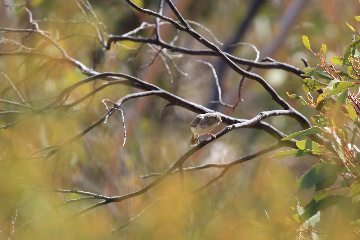 コバシムシクイ - ML644068091