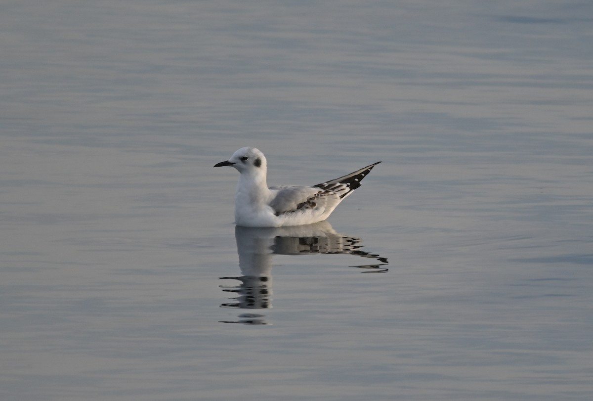 Bonaparte's Gull - ML644068111