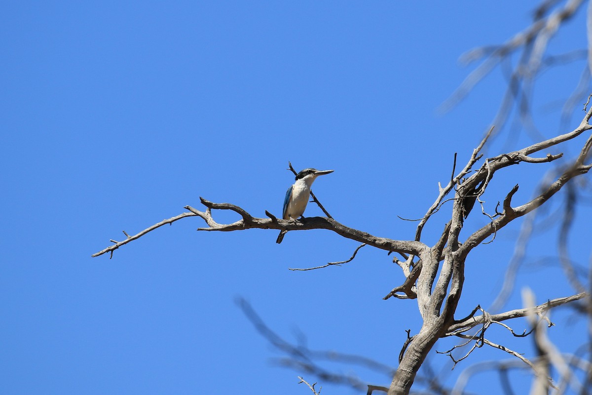 Red-backed Kingfisher - ML644068114