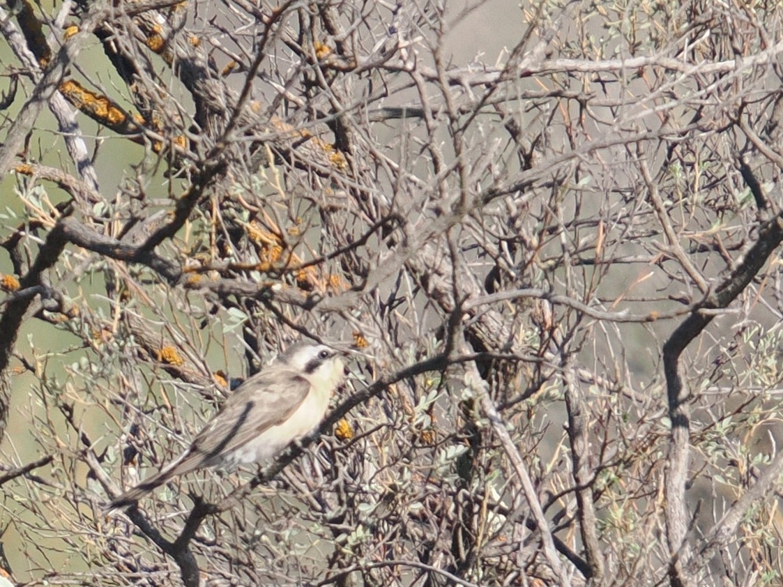 Black-eared Cuckoo - ML644068115