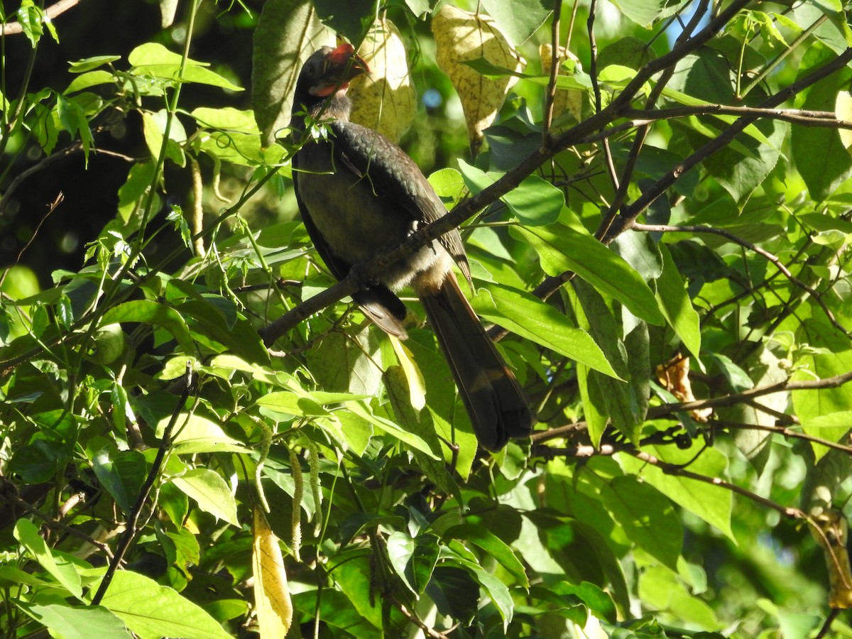 Luzon Hornbill - ML644068121