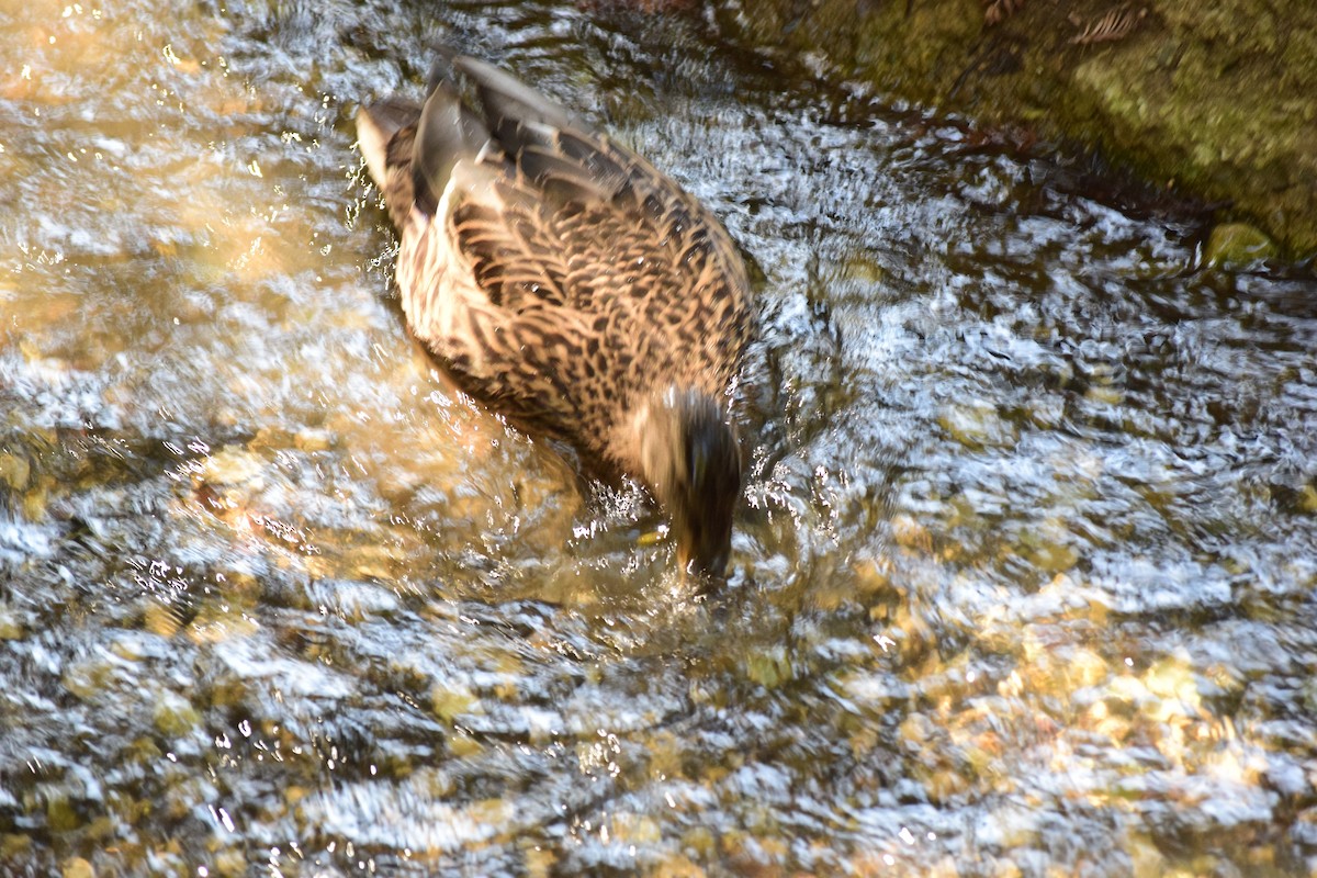 Stockente - ML644068124