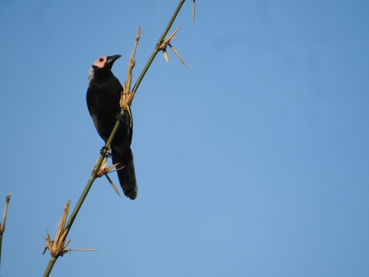 Coleto - ML644068129