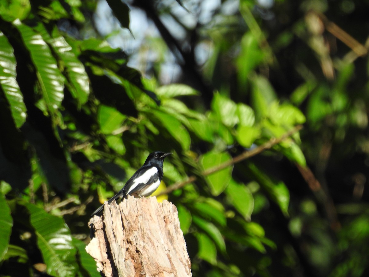 Philippine Magpie-Robin - ML644068136