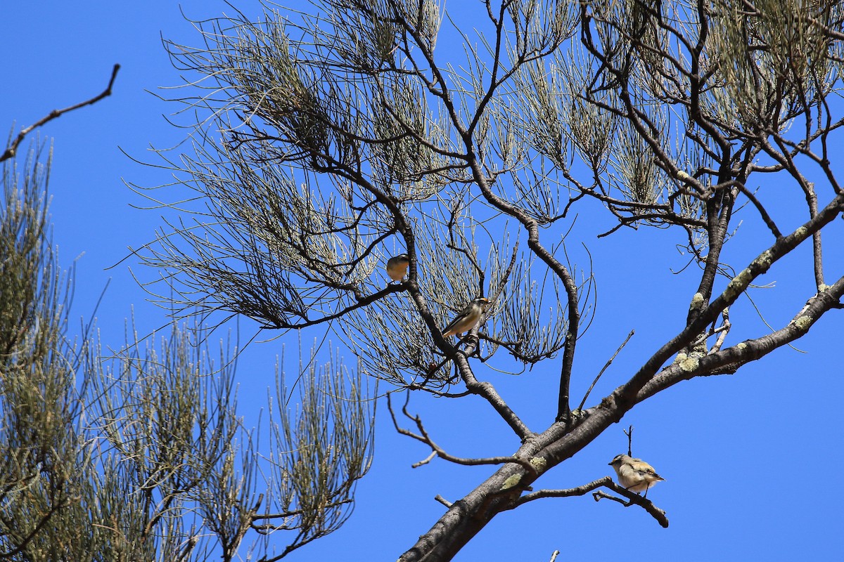 Striated Pardalote - ML644068137