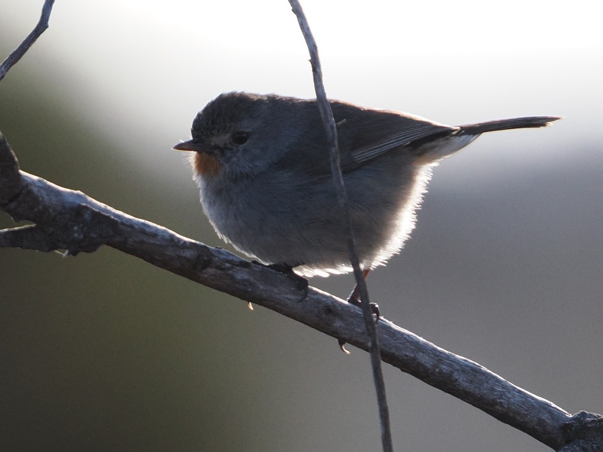 Redthroat - ML644068145