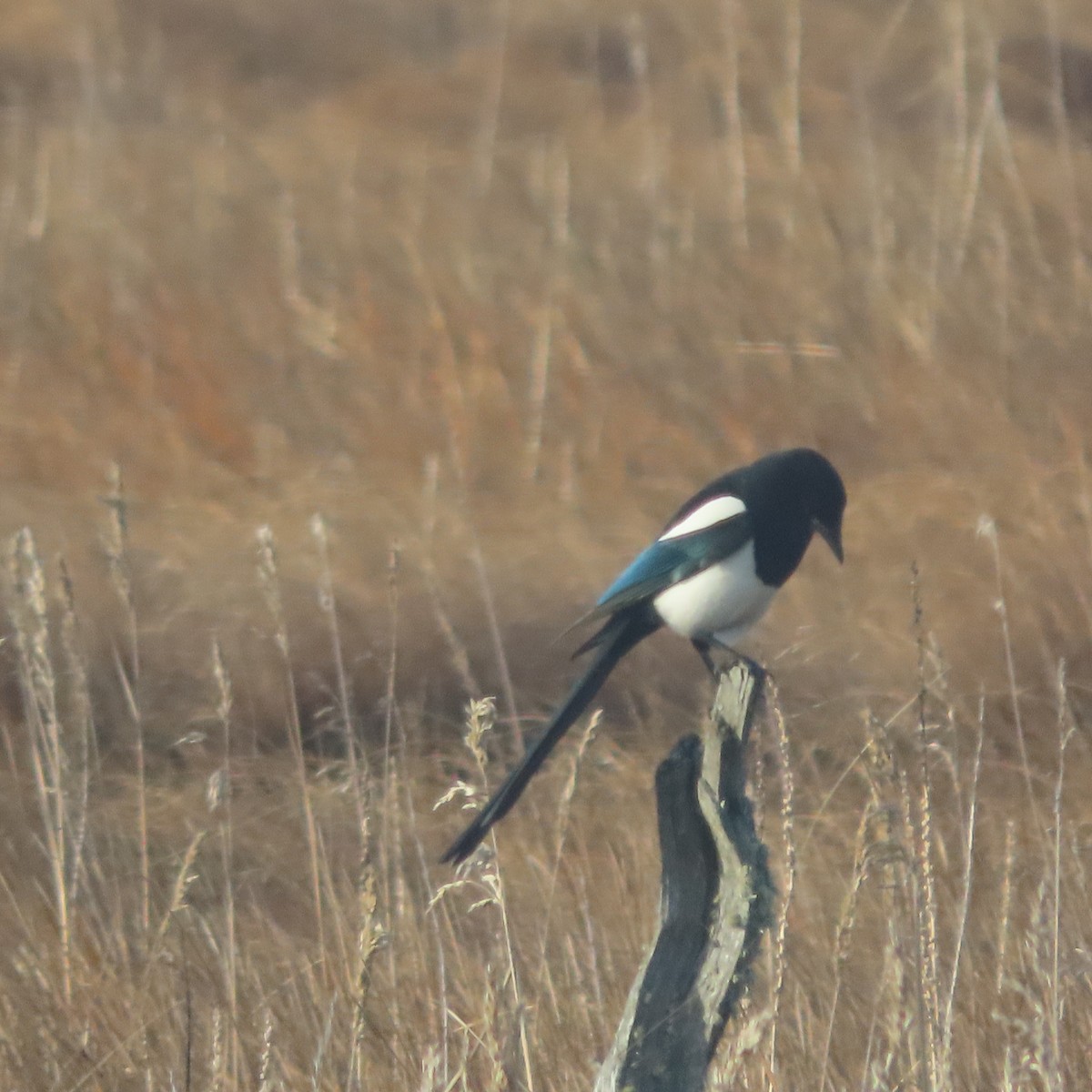 Black-billed Magpie - ML644068155