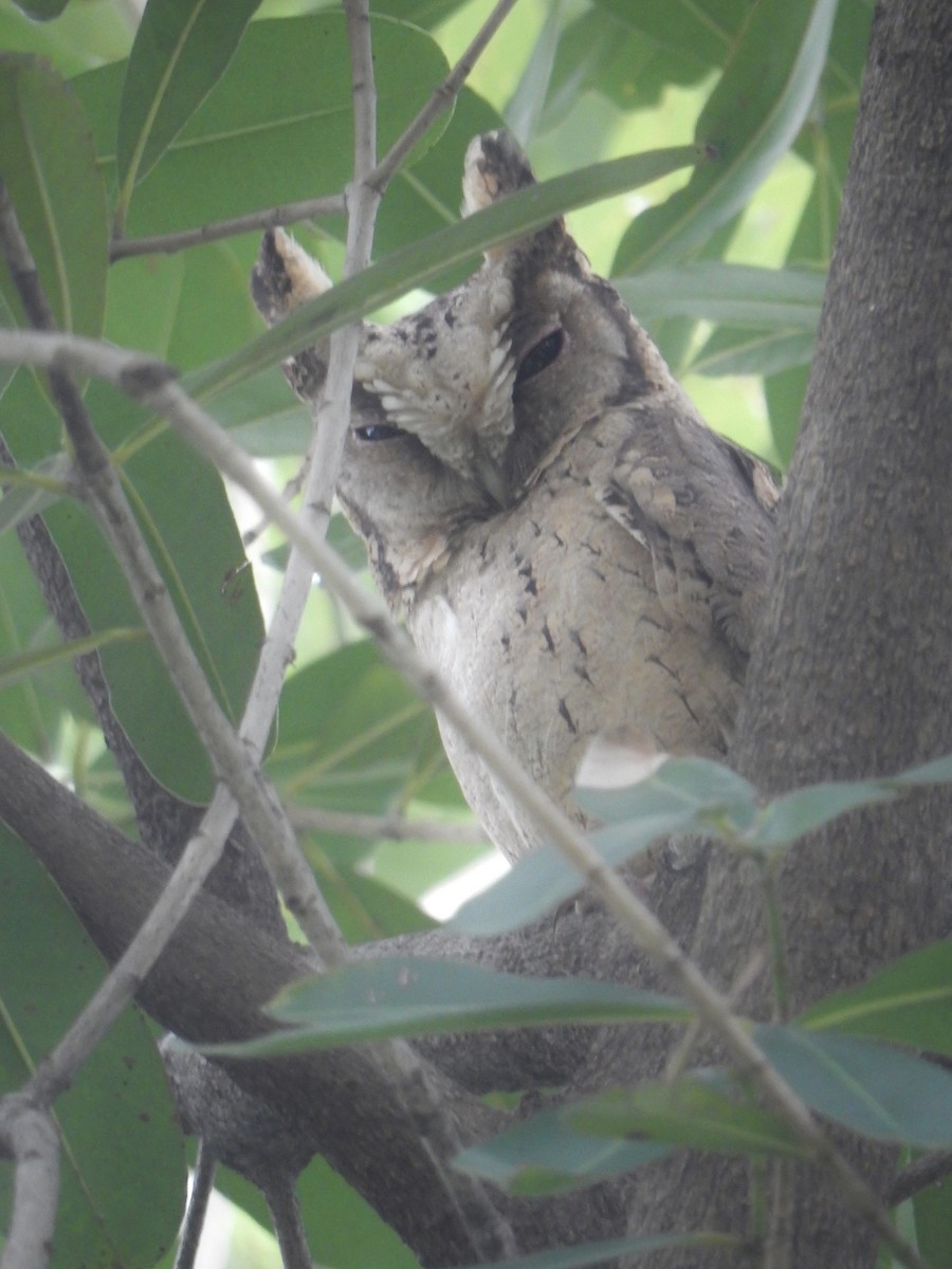 Collared Scops-Owl - ML644068157