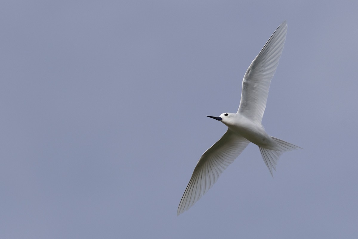 Blue-billed White-Tern - ML644068159