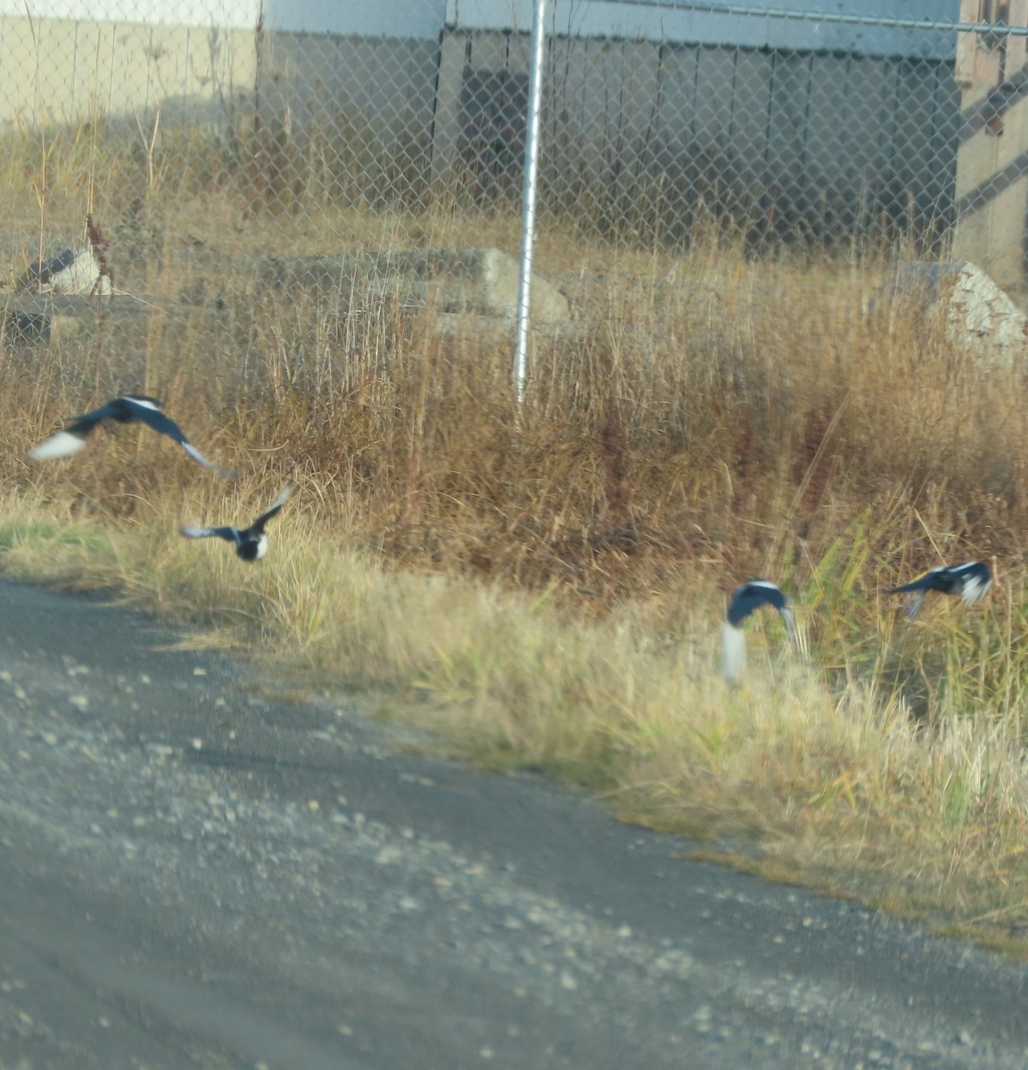 Black-billed Magpie - ML644068160