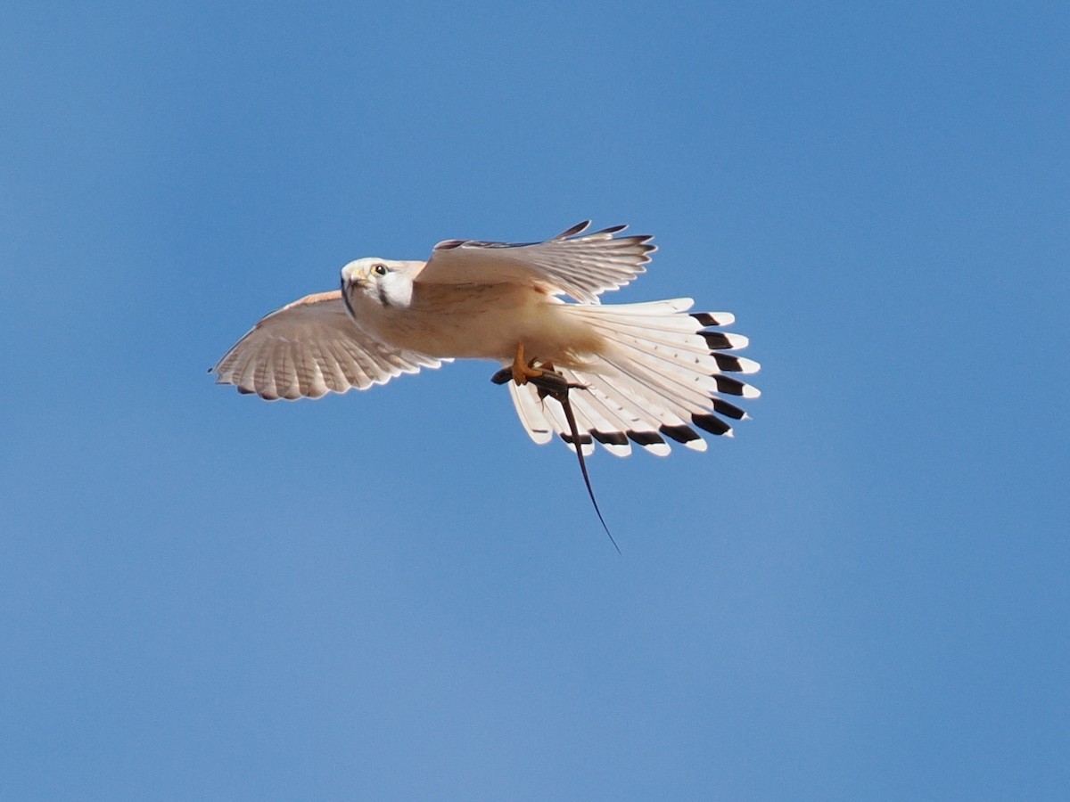 Nankeen Kestrel - ML644068161