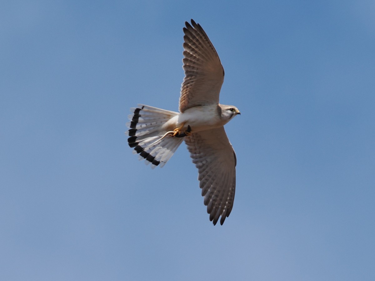 Nankeen Kestrel - ML644068162