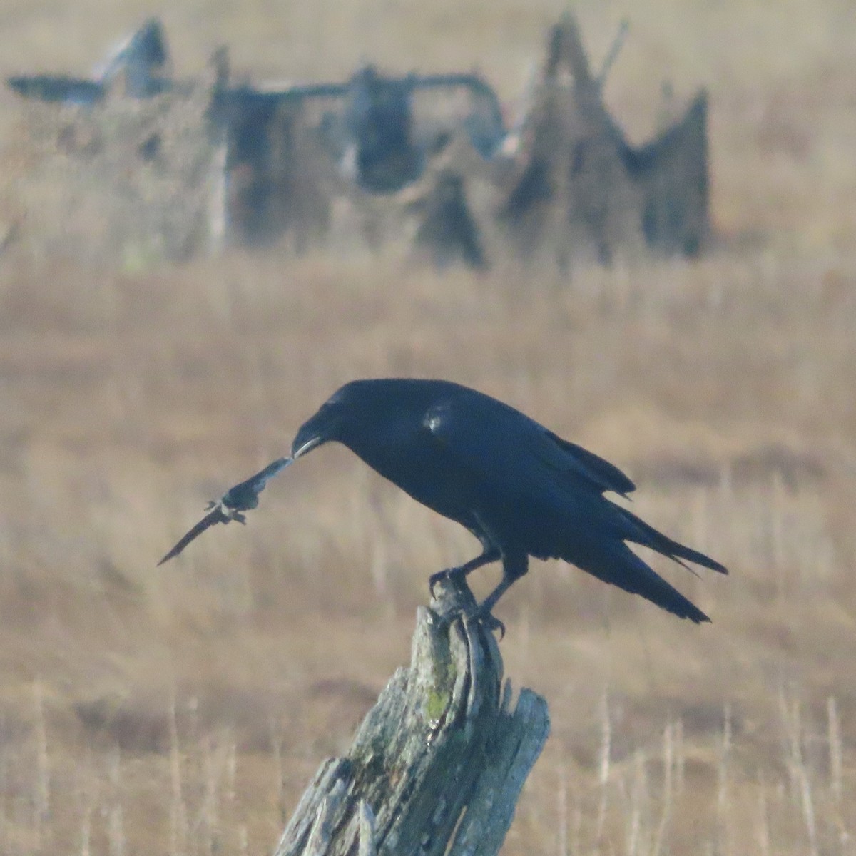 Black-billed Magpie - ML644068164