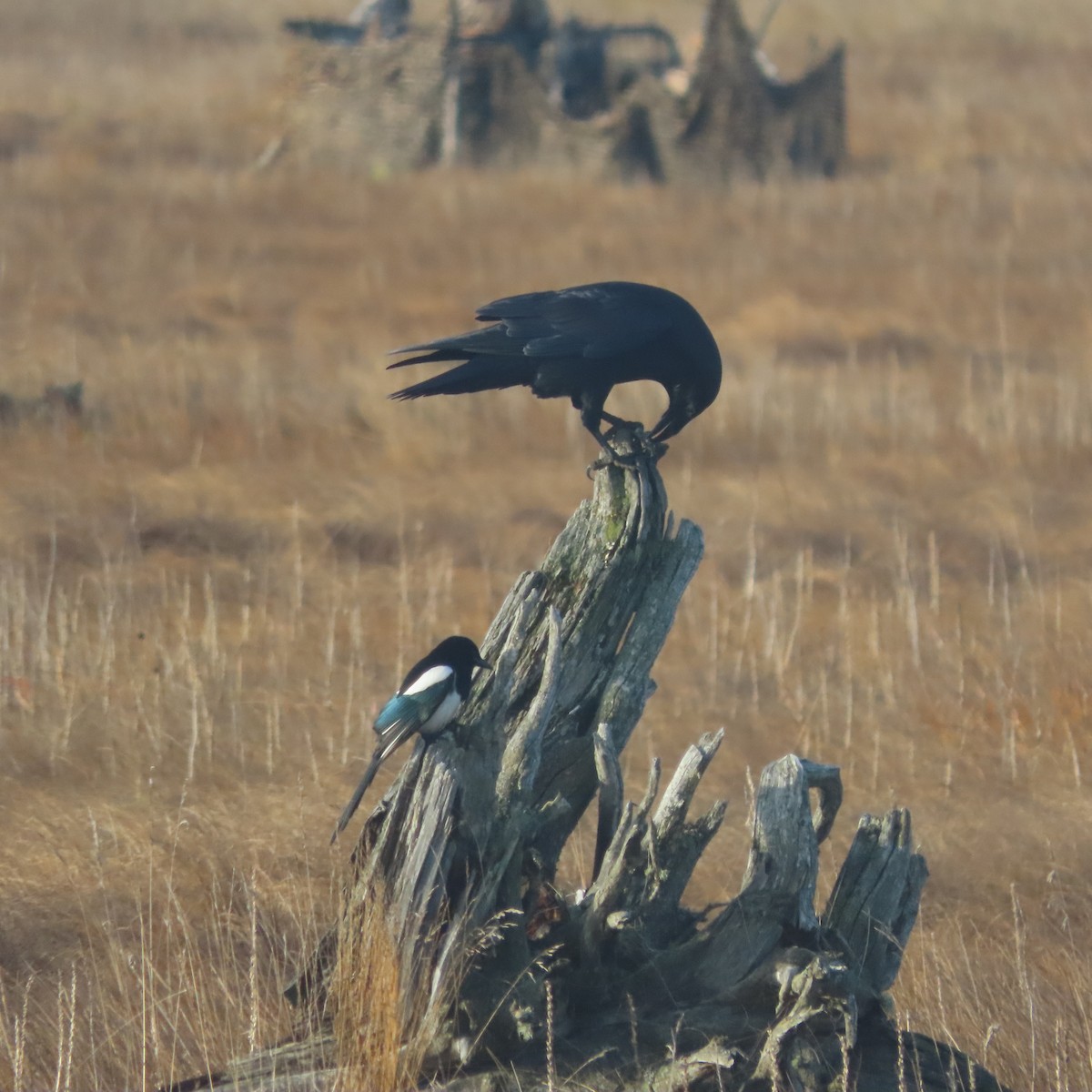 Black-billed Magpie - ML644068166