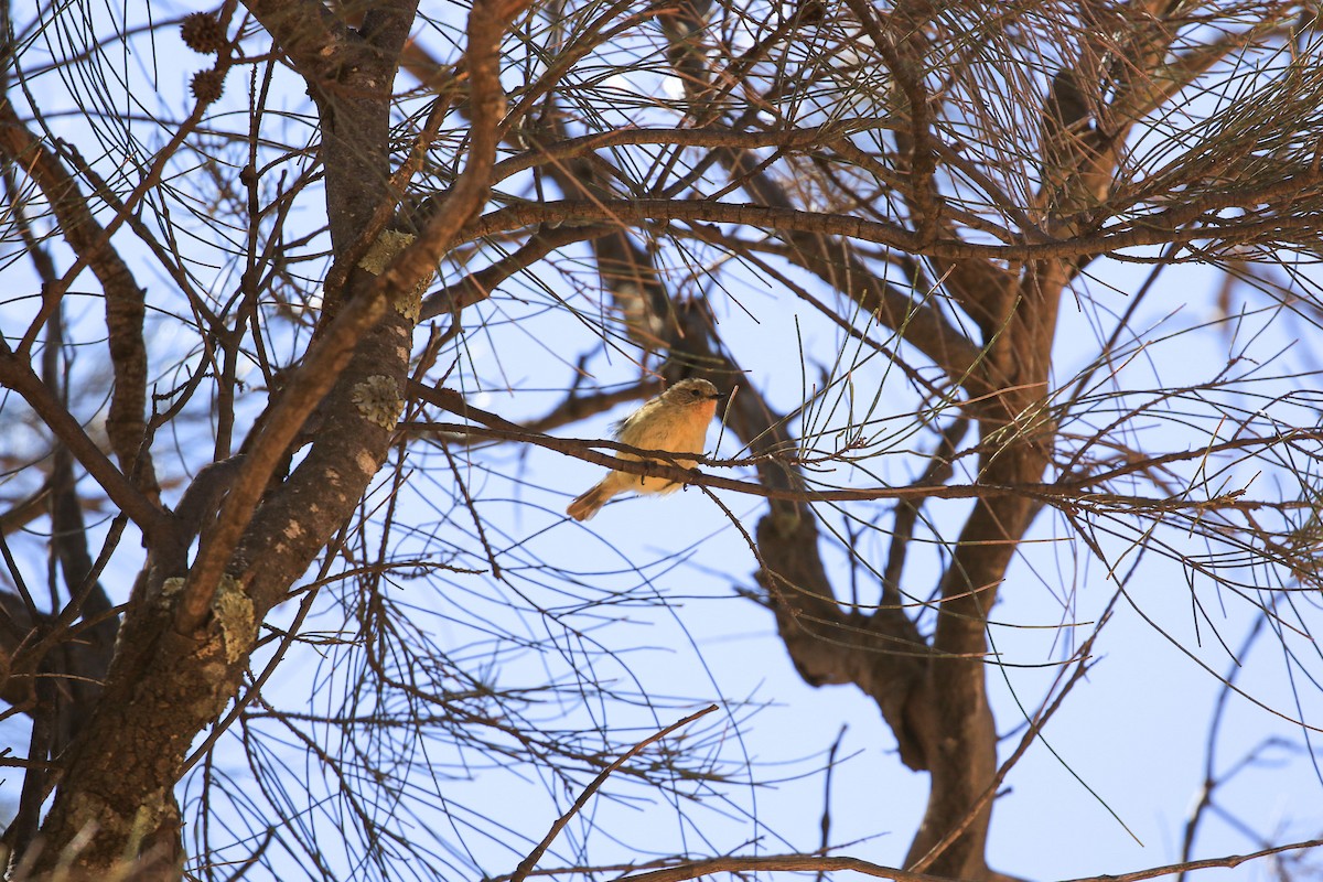 ヒメトゲハシムシクイ - ML644068167