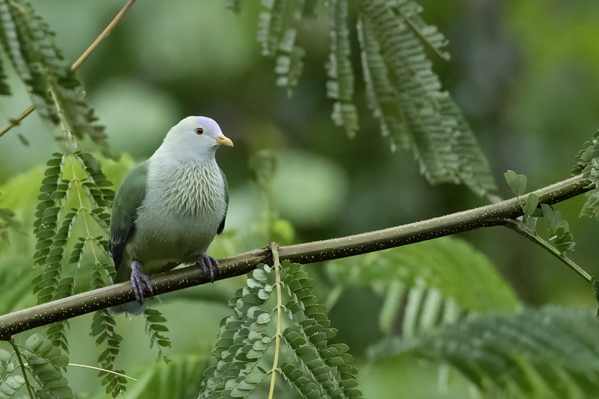 Gray-green Fruit-Dove - ML644068180