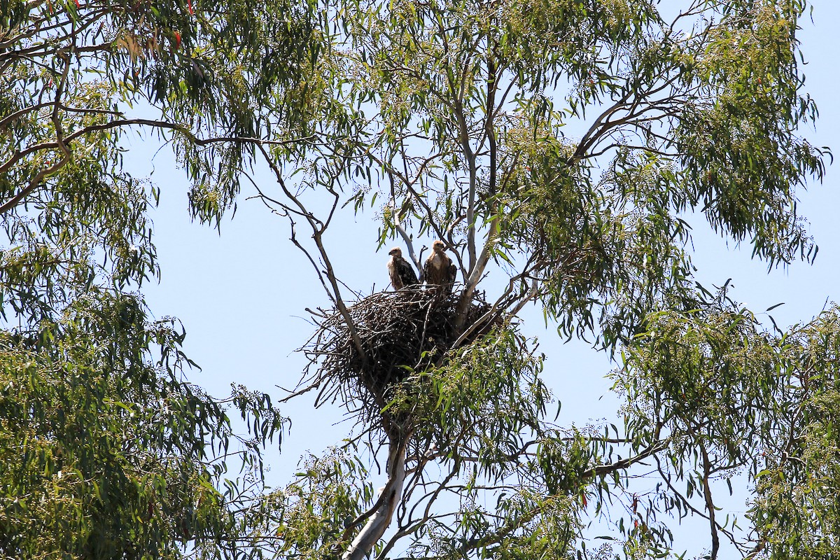 Whistling Kite - ML644068184