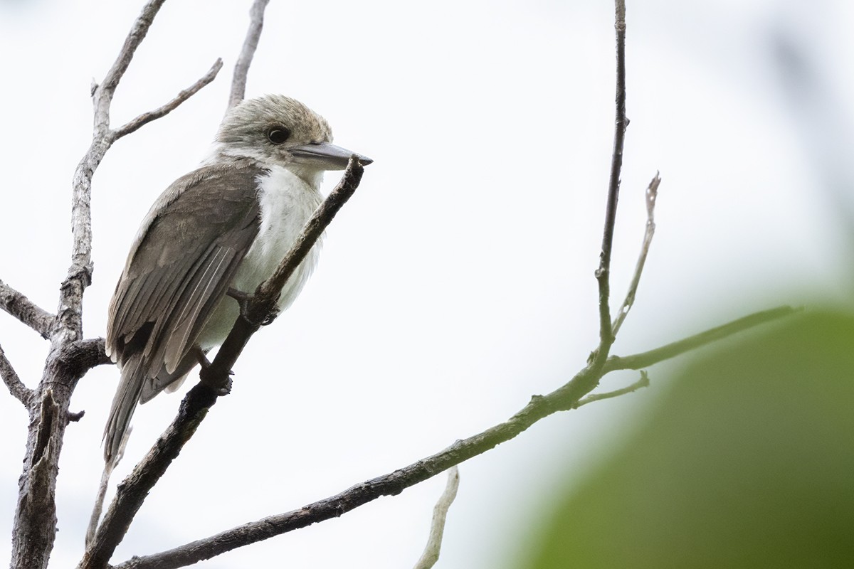 Society Kingfisher (Moorea) - ML644068185