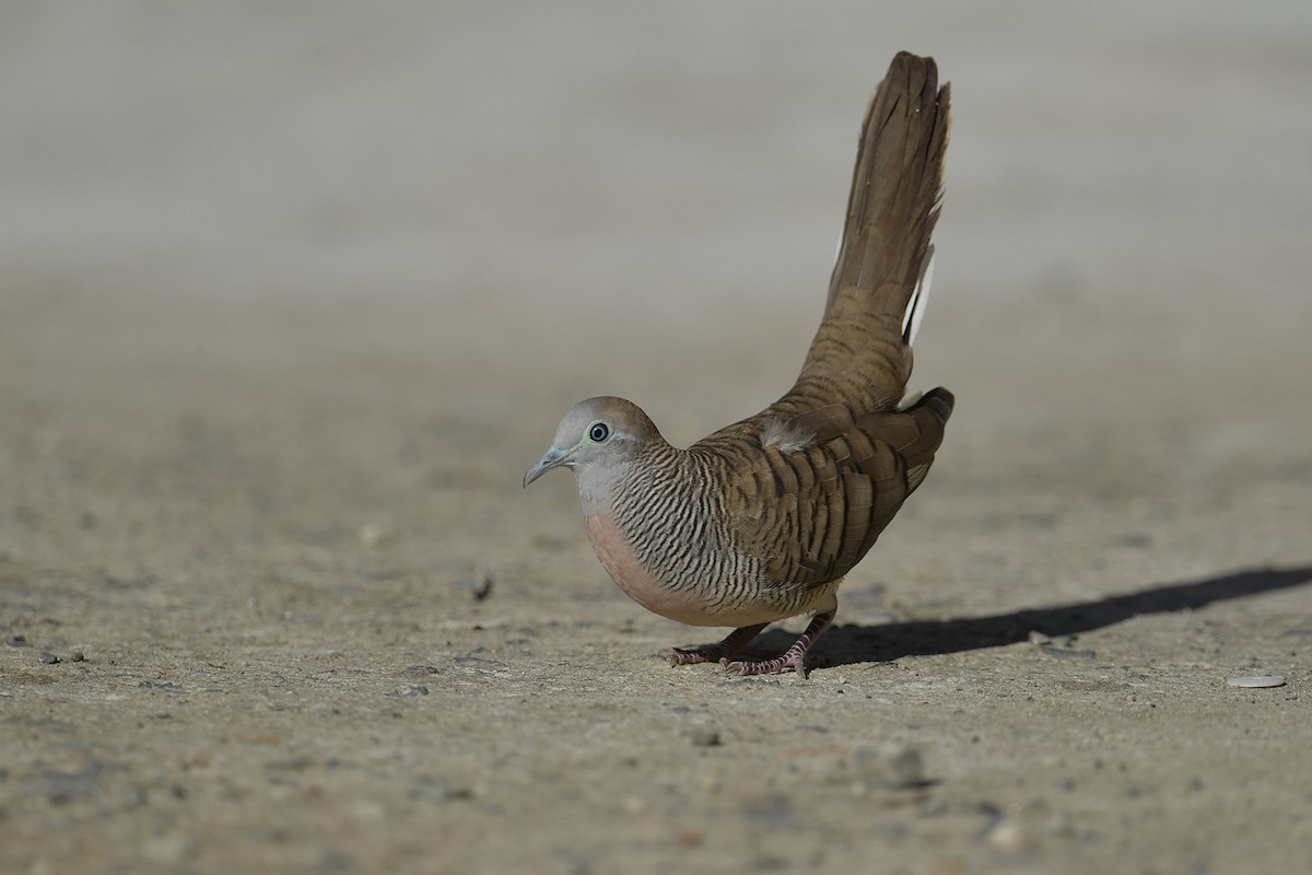 Zebra Dove - ML644068197