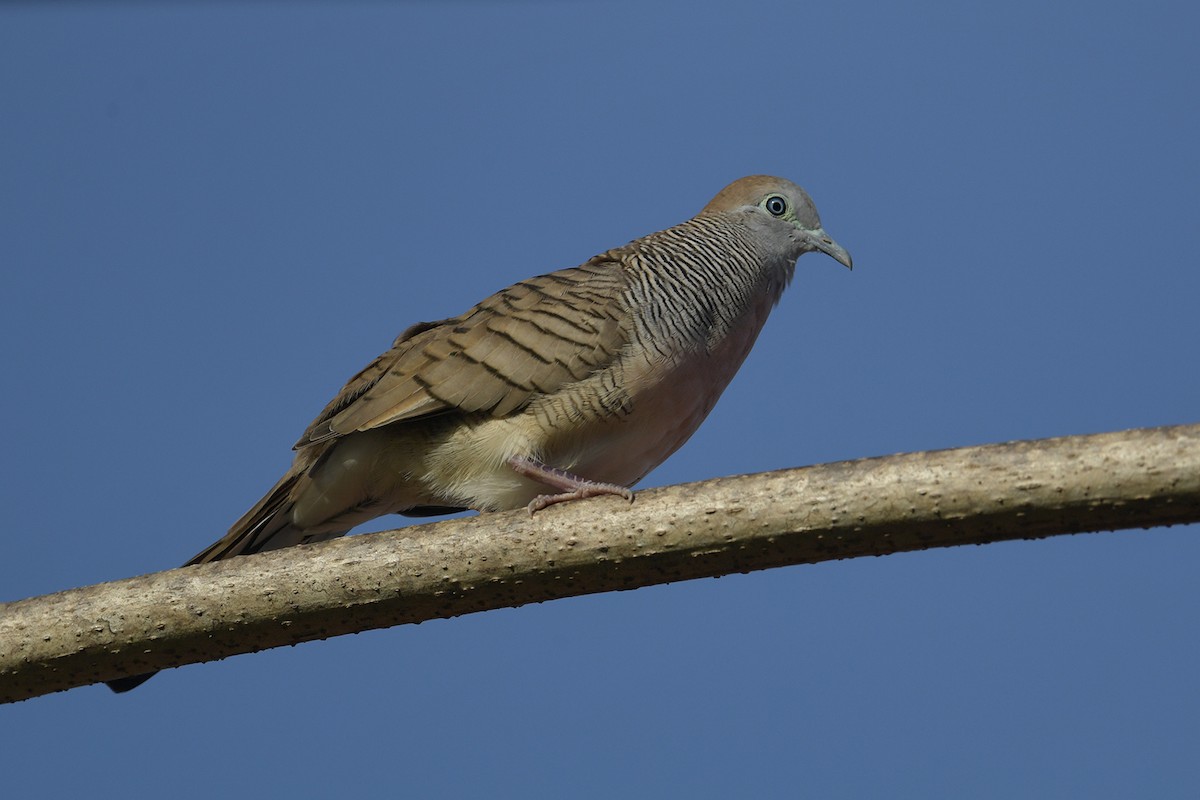 Zebra Dove - ML644068198