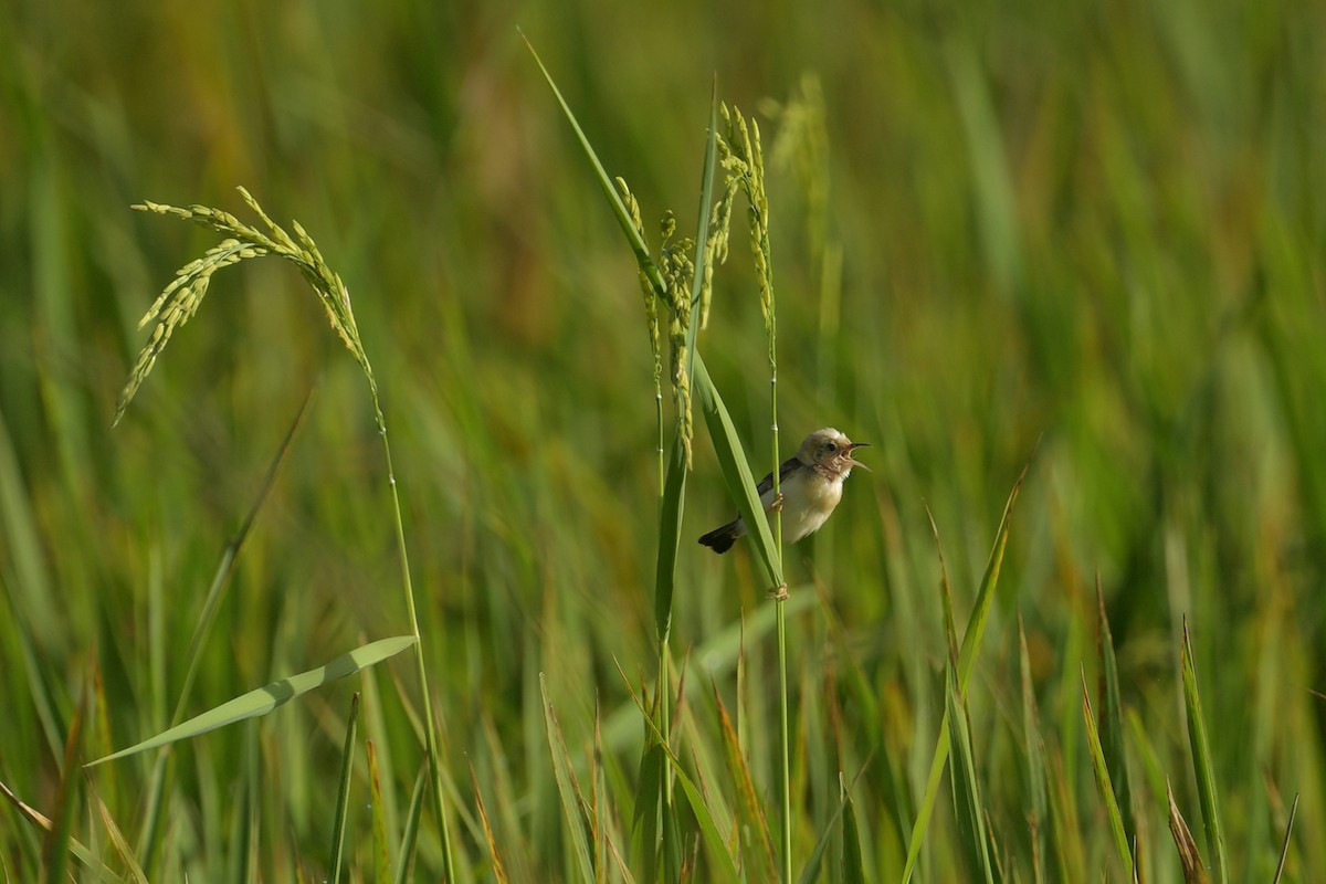 Golden-headed Cisticola - ML644068212